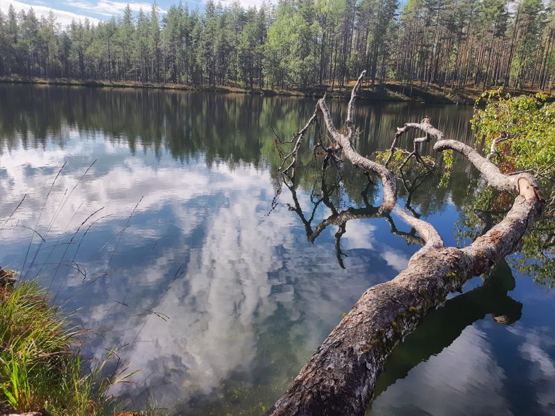 Kaatunut puu makaa matalassa vedessä